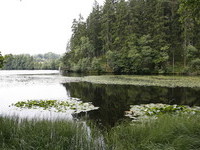 Schlchtsee (Bildnachweis: Tourist-Information Grafenhausen)