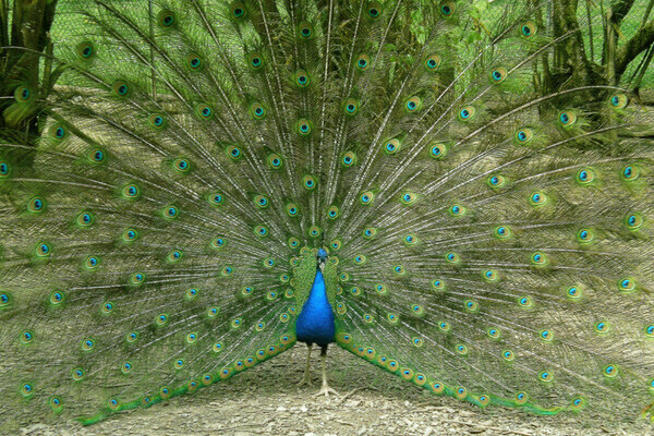 Copyright: (Mit freundlicher Genehmigung des Streichelzoos Kappel) Copyright: (Mit freundlicher Genehmigung des Streichelzoos Kappel)